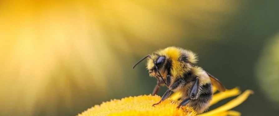 Bee on a yellow flower