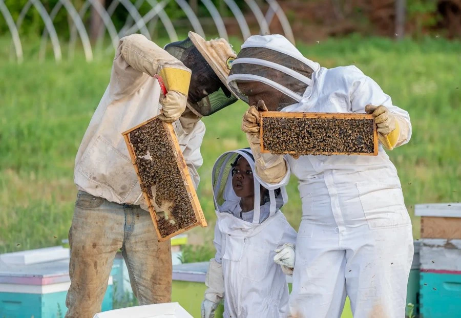 Beekeepers examining bee frames